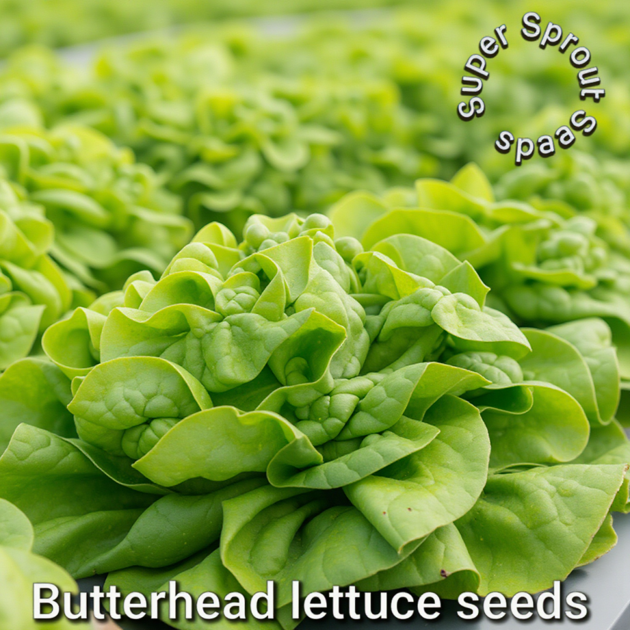 🌱BUTTERHEAD LETTUCE🌱 x  25+ seeds_2