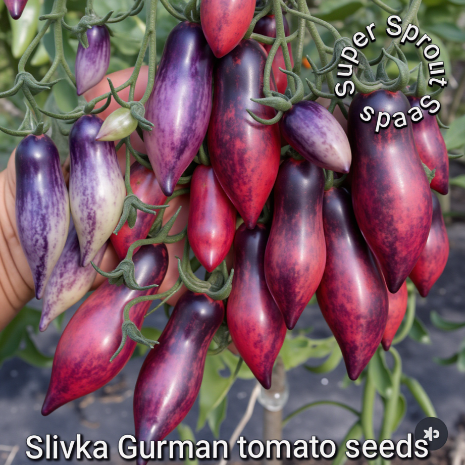 🍅SLIVKA GURMAN TOMATO🍅 x 10 seeds_3
