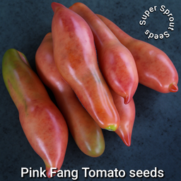 🍅TOMATO PINK FANG🍅 x 10+ organic seeds
