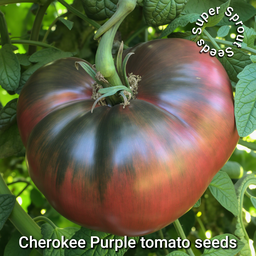 🍅CHEROKEE PURPLE🍅 x 10 seeds