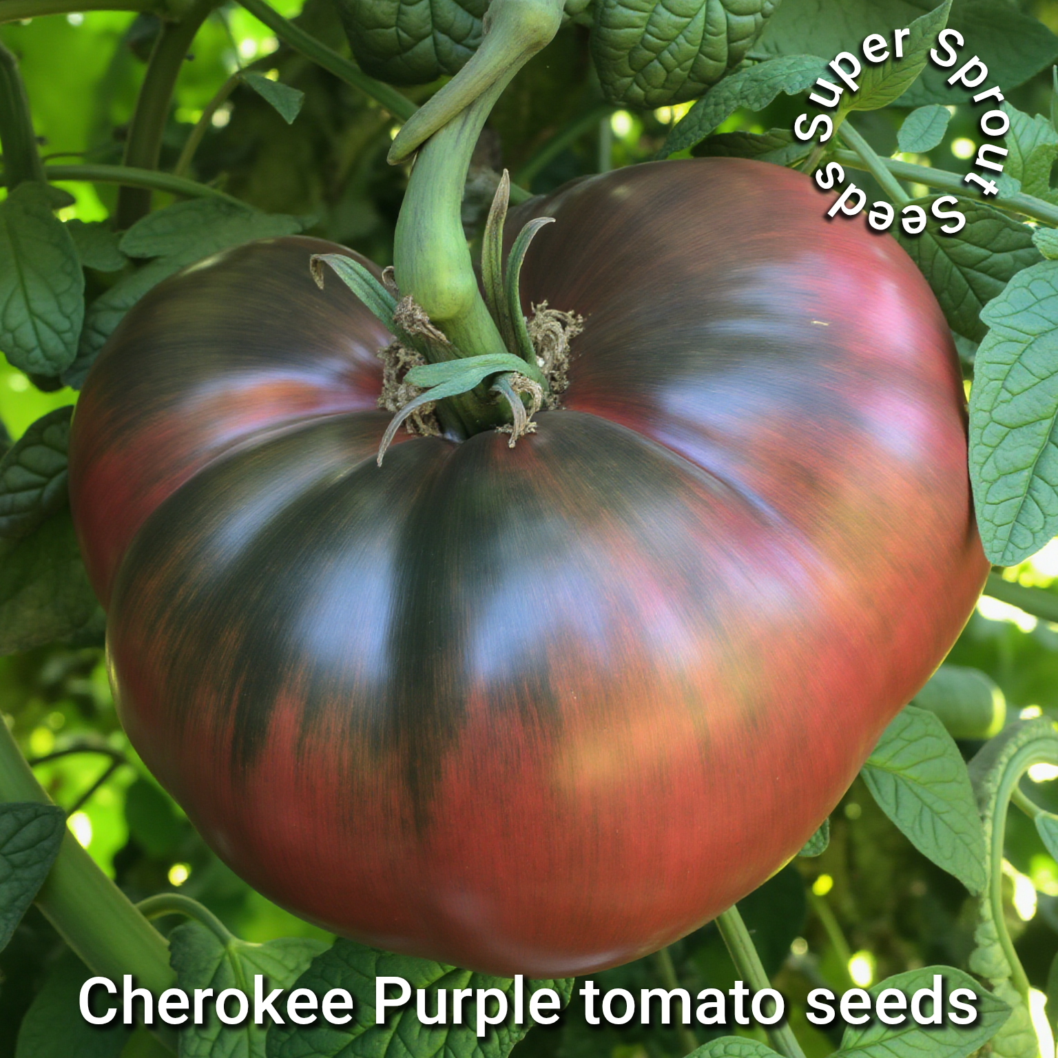 🍅CHEROKEE PURPLE🍅 x 10 seeds_2