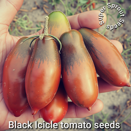 🍅BLACK ICICLE TOMATO 🍅 x 10+ seeds
