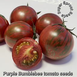 🍅BUMBLE BEE PURPLE TOMATO🍅 x 15+ seeds