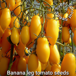 🍅TOMATO BANANA LEGS🍅 x 15+ organic seeds