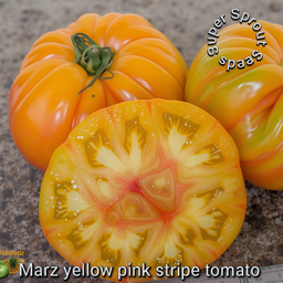 🍅MARZ YELLOW PINK STRIPE BEEFSTEAK🍅 x 15 organic seeds