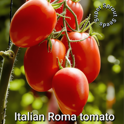 🍅ITALIAN ROMA PLUM TOMATO🍅 x 10 seeds 