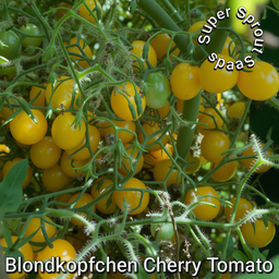 🍅BLONDKOPFCHEN TOMATO🍅  x  15 organic seeds