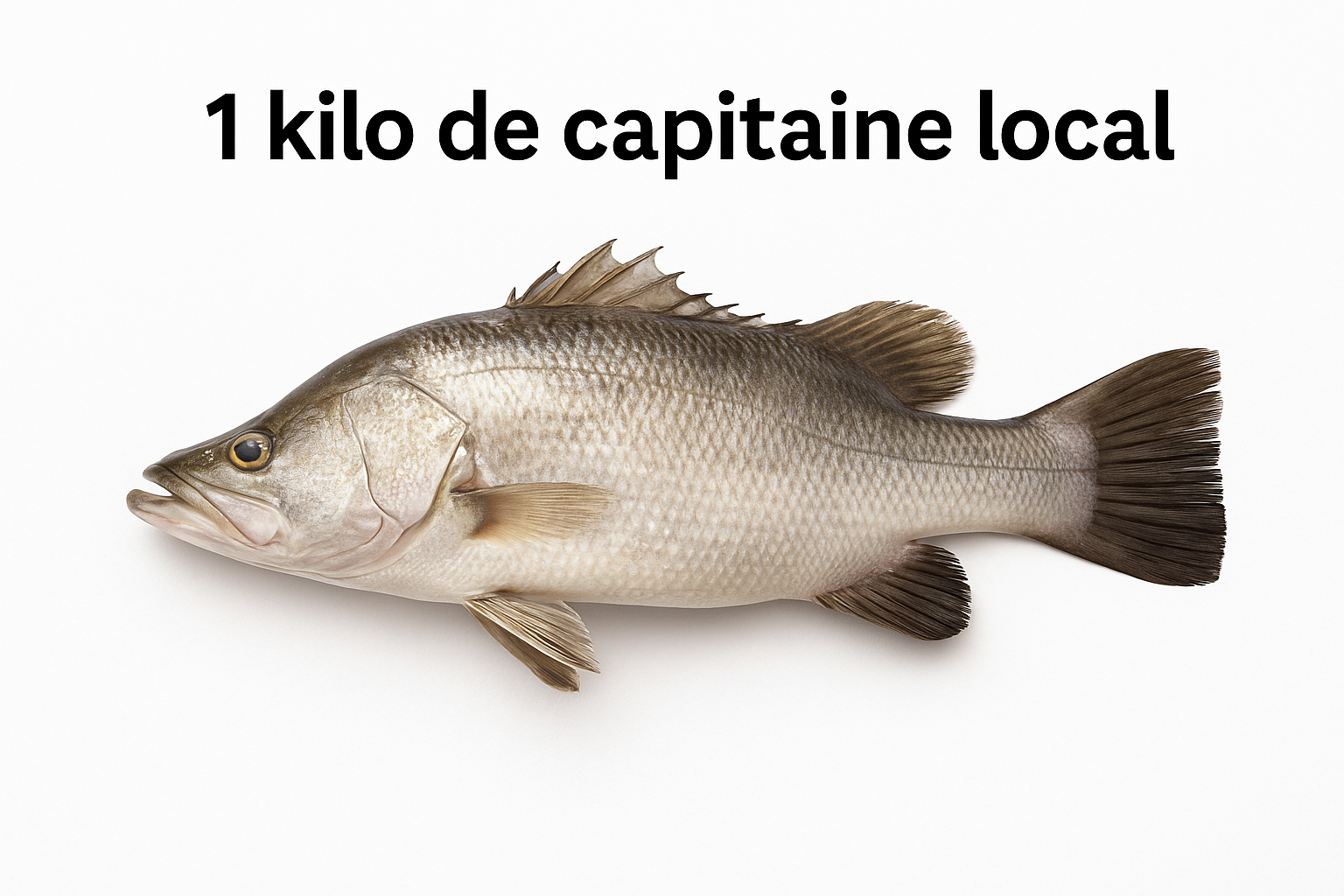Poisson 🐟 Capitaine Local 1kg PLC0001_0