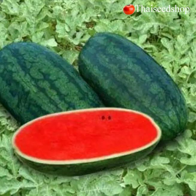 Watermelon, Torpedo_1