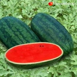 Watermelon, Torpedo