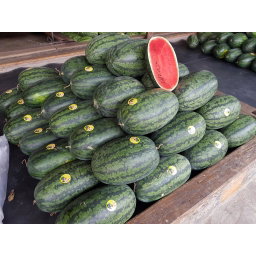 Watermelon, Torpedo