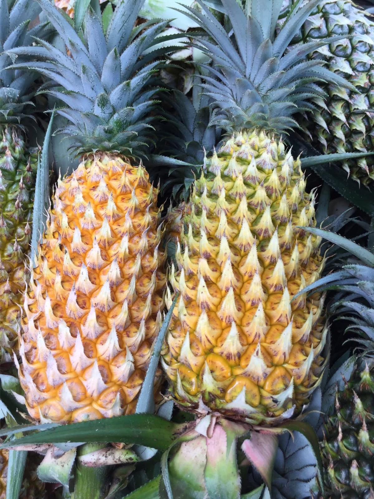 Pineapple (Phuket)_1