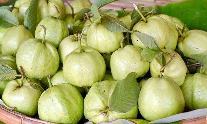 Guava Kimju (White)_1