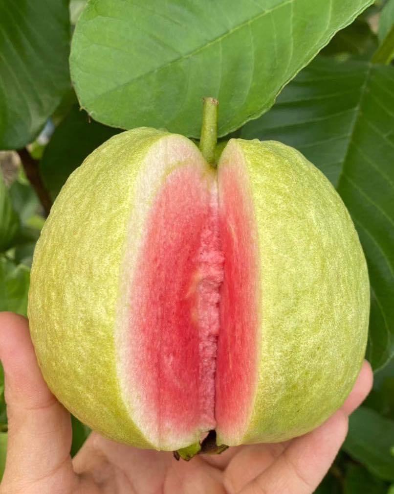 Guava (Red)_0