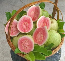 Guava (Red)