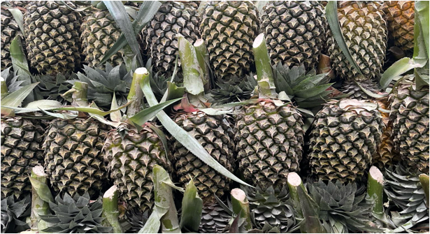Pineapple (Battavia)_2