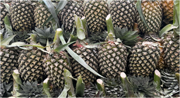 Pineapple (Battavia)