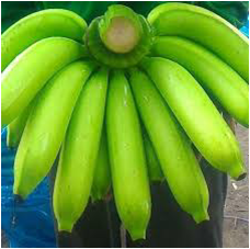 Banana (Thong Pathum)_2