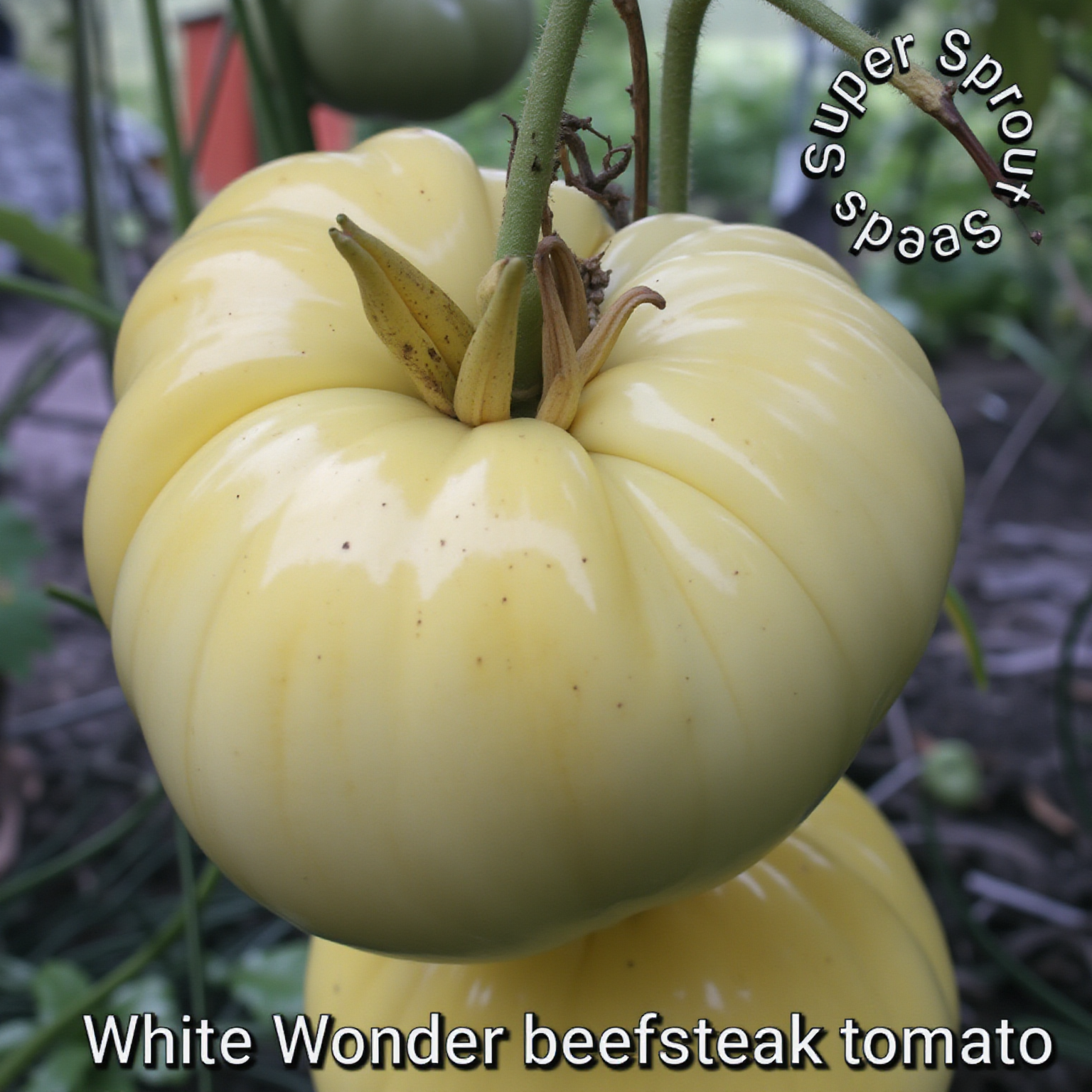 🍅WHITE WONDER/GREAT WHITE BEEFSTEAK TOMATO🍅 x 10 seeds_3