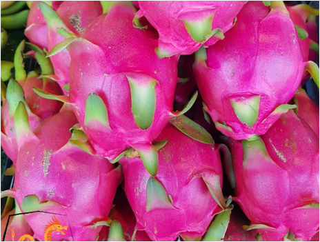 Dragon Fruit (White)_1