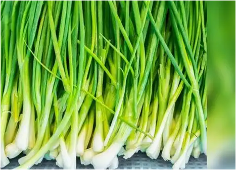Spring Onion_1