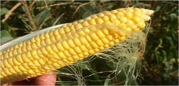 Thai Premium Sweet Corn (Yellow), 2 pcs