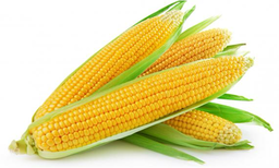Thai Premium Sweet Corn (Yellow), 2 pcs