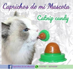 Catnip