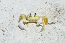 Saona VIP (Langosta y lancha rapida)