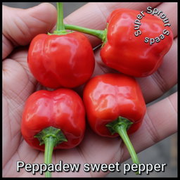🫑PEPPADEW PIQUANTE PEPPER 🫑 x 15+ organic seeds
