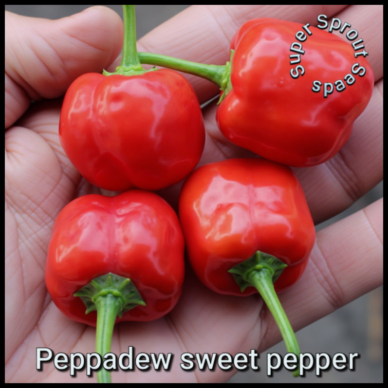 🫑PEPPADEW PIQUANTE PEPPER 🫑 x 15+ organic seeds_1