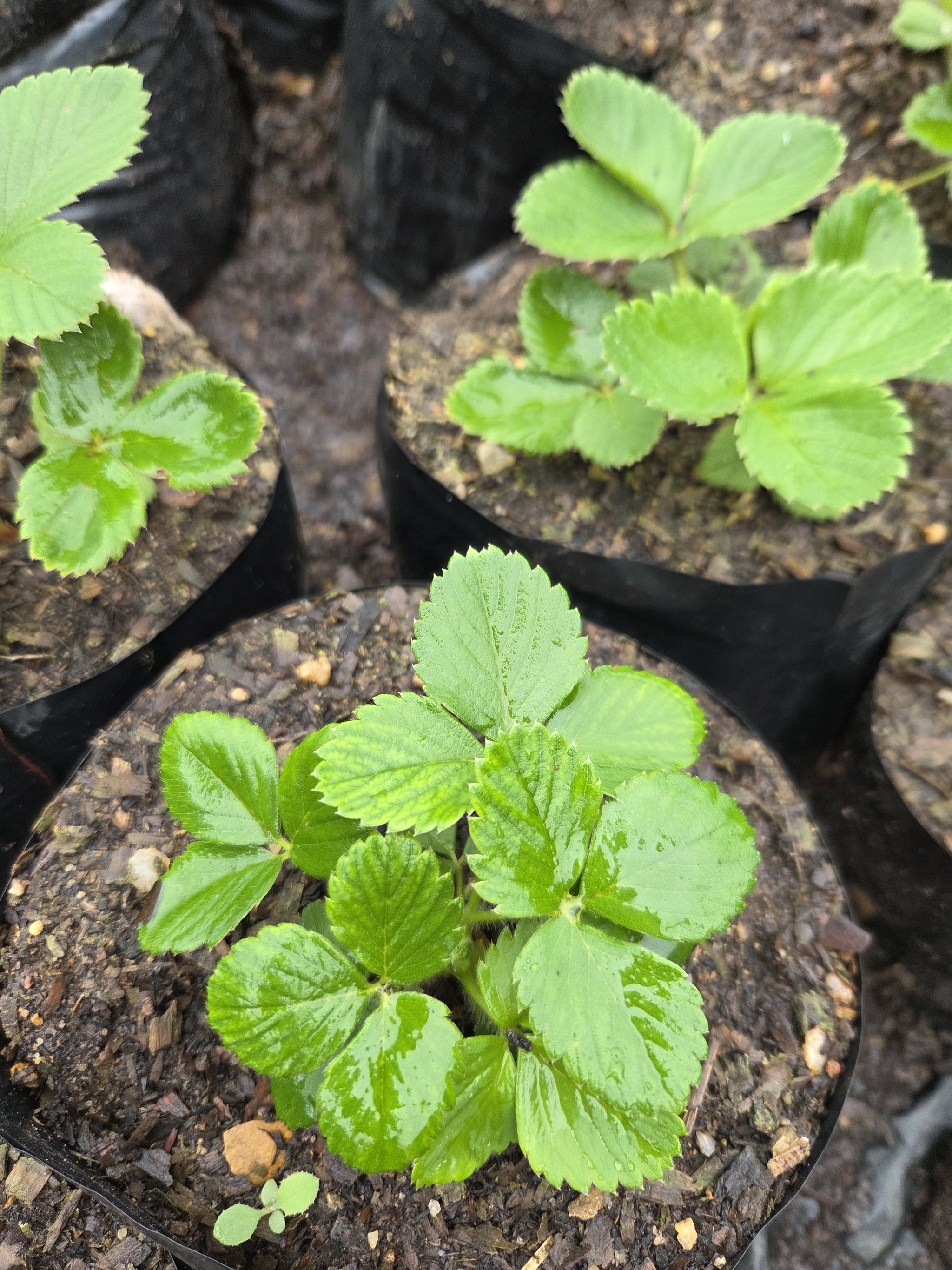 Strawberry plant_0