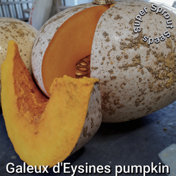 Galeux d'Eysines' pumpkin x 8 seeds 