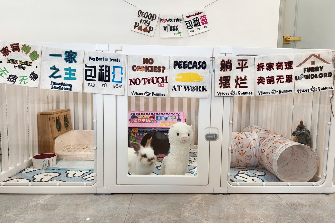 Pet Banners
