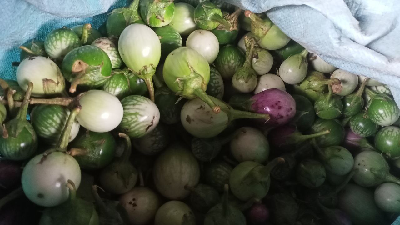 ត្រប់_0