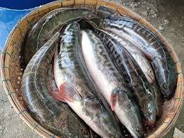 ត្រីរស