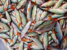 ត្រីកាជ្រូក