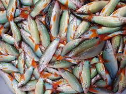 ត្រីកាជ្រូក
