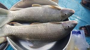 ត្រីប៉ាសេអ៊ី_0