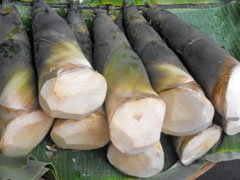 ទំពាំង
