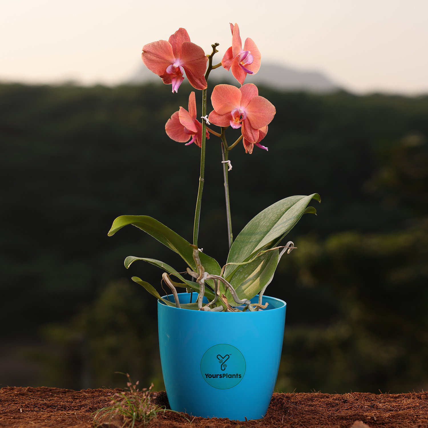 Orange Phalaenopsis Orchids Flower Plants_0