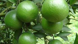 ក្រូច_0