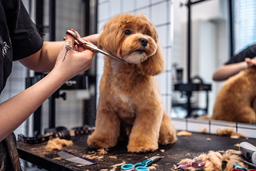 Pet Grooming