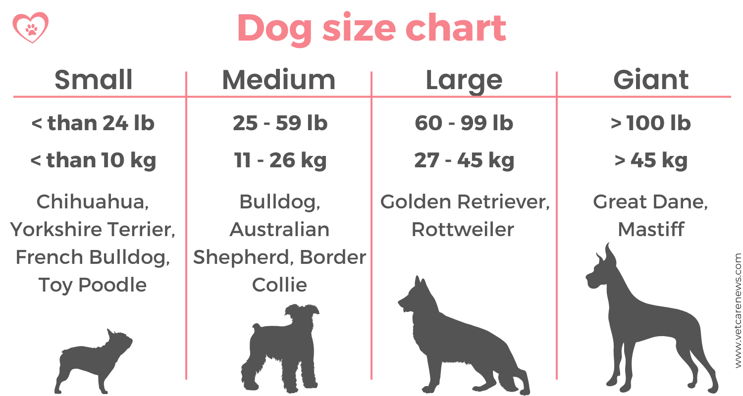 Pet Grooming_1