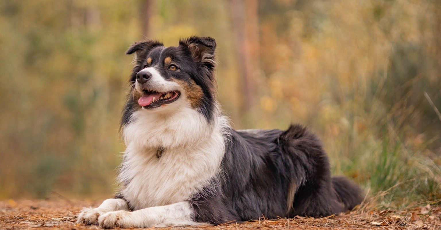 Pet Grooming_3