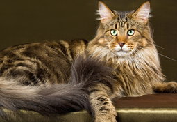 Pet Grooming