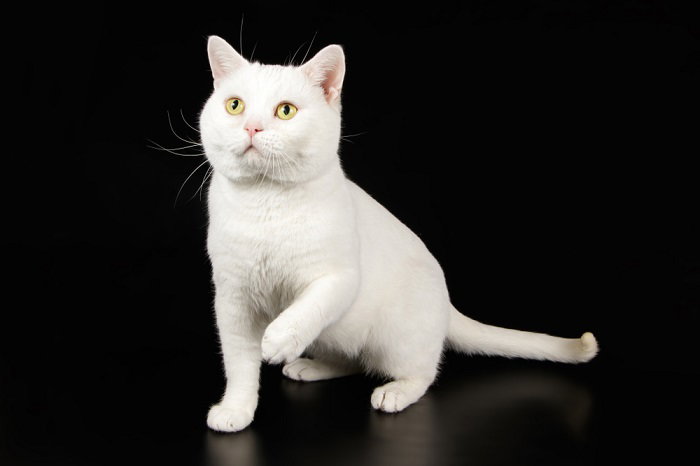 Pet Grooming_6