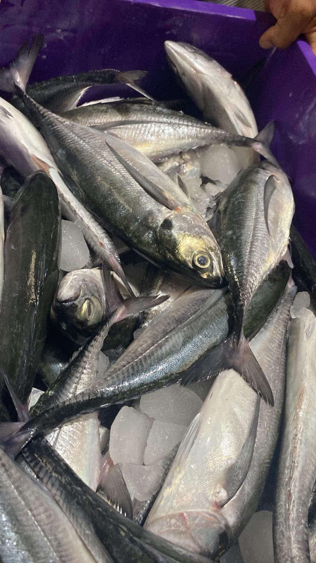 ត្រីកន្ទុយរឹង_0