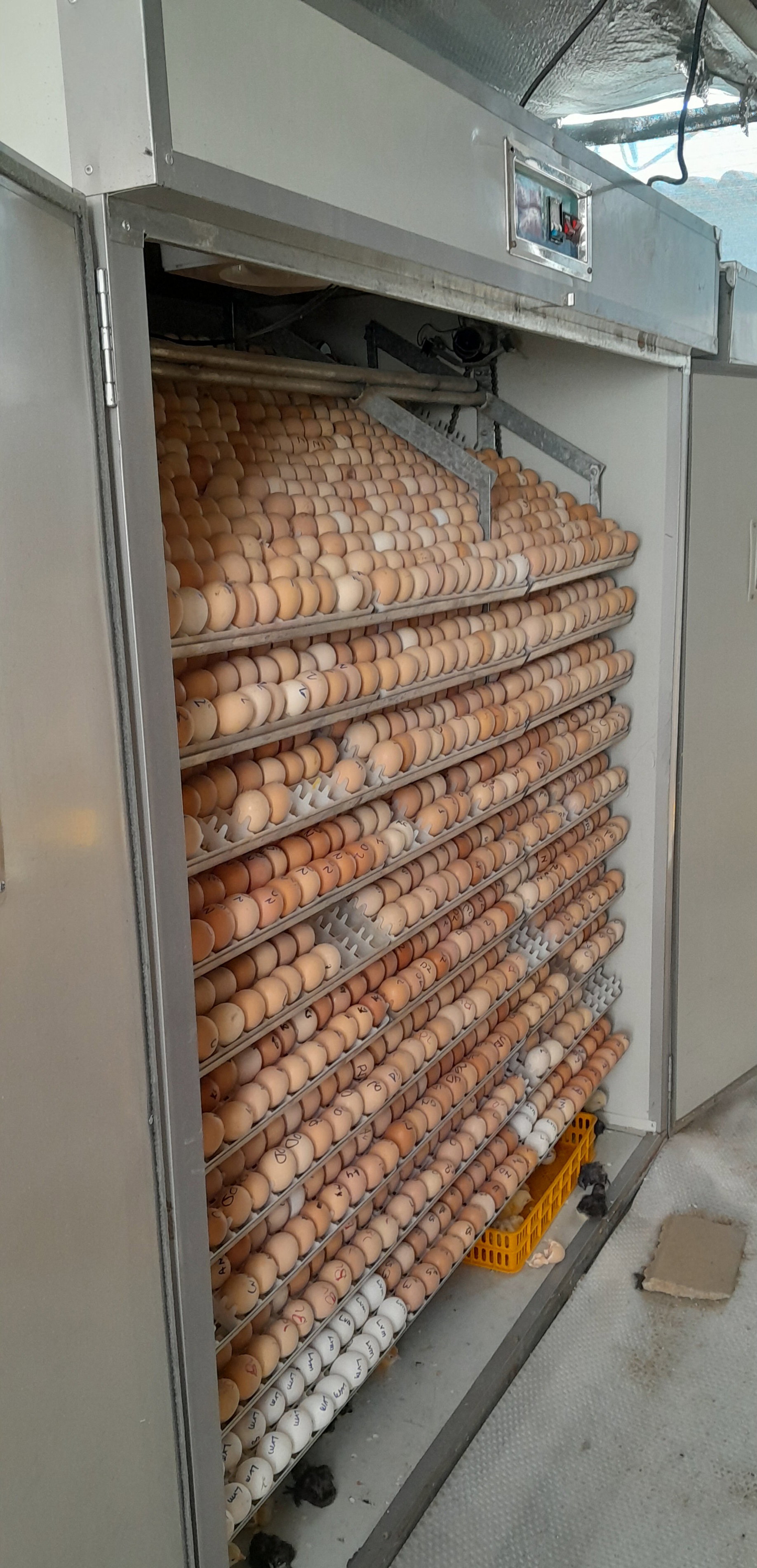Incubation and Hatching  Services_0