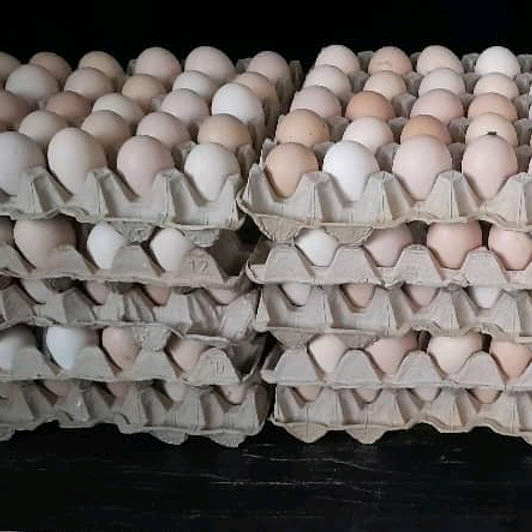 Fertilised Eggs